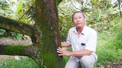 miliardario del durian biologico