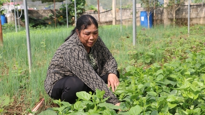 Ms. Chanh made her fortune through diversified business.