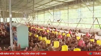 Die Eierpreise sind ungewöhnlich stark gefallen, was zu hohen Verlusten für die Landwirte führt.