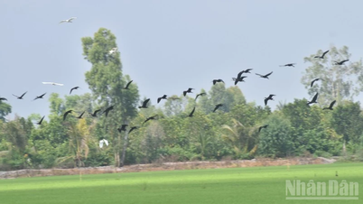 ខេត្តដុងថាបបើកយុទ្ធនាការការពារសត្វព្រៃ។