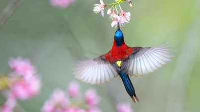 Ne laissons pas les colibris être confinés dans des cages et des vidéos TikTok.