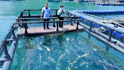 Aquicultura em Hon Nghe