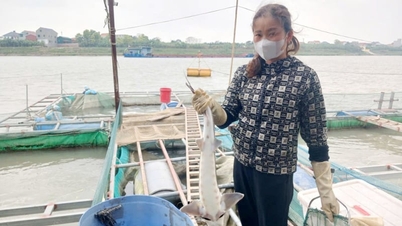 Într-un experiment de creștere a peștilor care „înoată ca niște submarine” în cuști sub râu, fermierii din provincia Bac Ninh au crescut doar unii uriași ca aceștia.