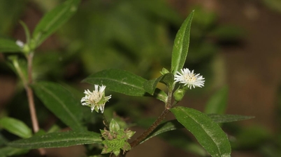 Essa planta silvestre cura cabelos grisalhos e estimula o crescimento capilar.