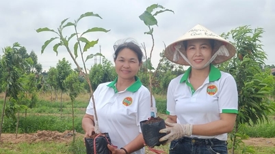 มีการนำมะเฟืองสายพันธุ์ใหม่ ผลสีเหลืองมันเงา รสหวานหอม มาทดลองปลูกในจังหวัดกวางนิงแล้ว