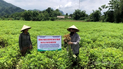 Chìa khóa nâng cao năng suất và chất lượng Lạc Minh Quang