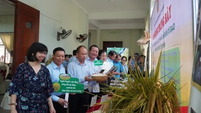 Atas upaya membudidayakan "padi hijau," Asosiasi Petani Bac Ninh dianugerahi penghargaan lingkungan hidup oleh Ketua Komite Rakyat Provinsi.