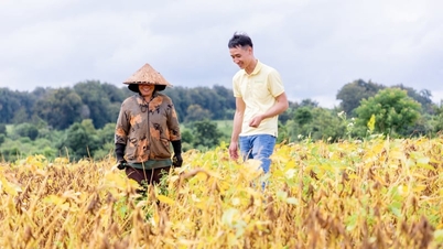 A tecnologia abre caminho para o 'renascimento' da soja vietnamita.