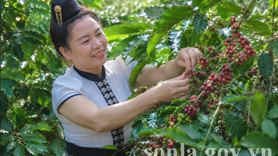 Η Son La αναπτύσσει την επωνυμία καφέ Arabica, ενισχύοντας την αξία της στη διεθνή αγορά.