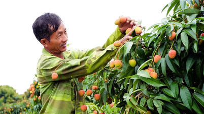 Bac Ninh میں لیچی سیزن کے دوران آنسو اور ہنسی۔