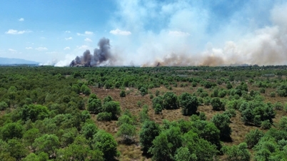 Quang Tri: Un gran incendio destruye cientos de hectáreas de bosque costero.