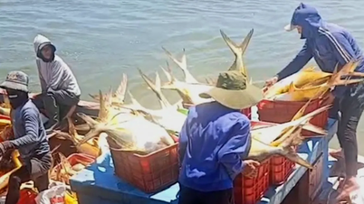 Ha Tinh: Fishermen strike it rich with a bountiful catch of golden carp, earning 300 million VND.