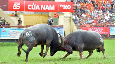 Het Do Son Buffalo Fighting Festival van 2026 zal de kwalificatierondes weer invoeren.