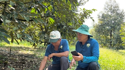 Menanam durian menggunakan teknologi digital