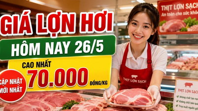 생돈 가격 업데이트, 5월 26일: 두 지역에서 kg당 70,000 VND를 기록했습니다.