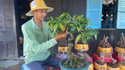 Die Zucht von Bonsai-Bäumen schafft eine stabile Einkommensquelle.