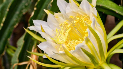 Eet niet alleen de vruchten; de bloemen van deze plant worden gebruikt in voedsel en als waardevol medicinaal ingrediënt, iets waar maar weinig mensen van weten.