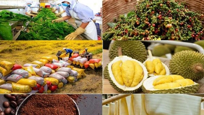 Carbon, truy xuất, dư lượng tối đa cho phép: “Cuộc sát hạch” mới của nông sản Việt trên thị trường toàn cầu