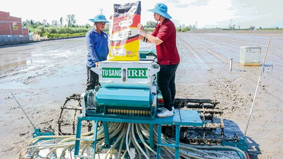 A rizstermesztők 60-80 kg/ha-ra csökkenthetik az elvetett magvak mennyiségét.