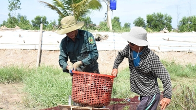 ຈາກຟາມທີ່ຖືກປະຖິ້ມໄວ້ ໄປສູ່ໜອງປາມູນຄ່າຫຼາຍພັນລ້ານໂດລາໃນເມືອງມິນເຈົາ.