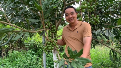 Khi cây mắc ca không còn là 'cây mắc nợ'