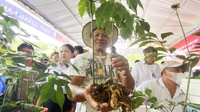 O Festival Internacional de Ginseng e Ervas Medicinais Ngoc Linh de Da Nang 2026 acontecerá no início de agosto.