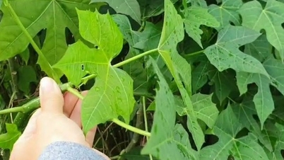 Cây rau mì chính bắt nguồn từ đâu?