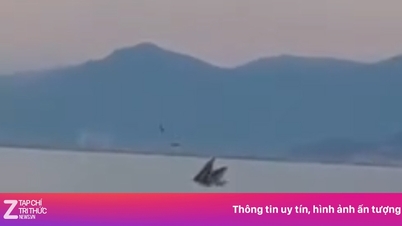 Cá voi trở lại vịnh Nha Trang