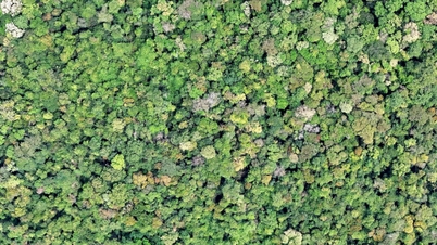Lam Dong is ready to make a breakthrough in commercializing forest carbon credits.