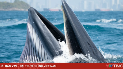 Er zijn Bryde-walvissen gespot in de baai van Nha Trang; de autoriteiten hebben een waarschuwing afgegeven.