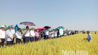 Evaluation of the demonstration model of new rice varieties in the Spring 2026 crop season in Ly Nhan commune.