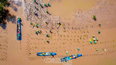 Melancarkan projek untuk memulihkan 1,500 hektar hutan bakau dan mata pencarian pesisir pantai.