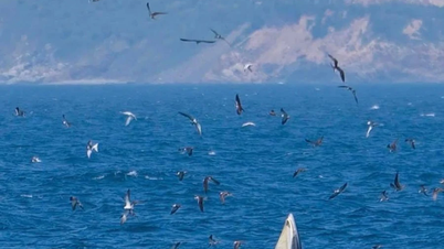 Bryde's walvis gespot in de baai van Nha Trang.