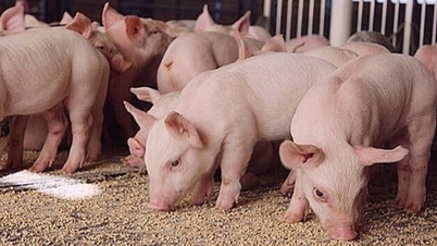 Sertéshúsárak ma, május 26-án: Enyhe emelkedés az Északi- és Közép-Nyugati-felföldön, változatlan délen.