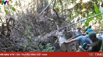 เจ้าหน้าที่ในจังหวัดกวางตรีได้ตรวจพบการตัดไม้ทำลายป่าอย่างผิดกฎหมายในป่าธรรมชาติ โดยมีต้นไม้ขนาดใหญ่จำนวนมากถูกตัดโค่น