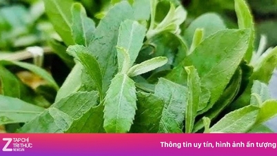 ພືດສະໝຸນໄພພື້ນເມືອງທີ່ຊ່ວຍປ້ອງກັນມະເຮັງ; ບາງຄົນປູກມັນເປັນພືດປະດັບ.