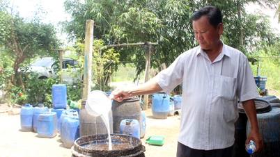 Com os preços da borracha atingindo níveis sem precedentes, os agricultores das províncias de Dong Nai e Tay Ninh, aqueles que ainda mantêm suas plantações de seringueiras, essencialmente enriqueceram.