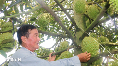 Le ministère de l'Agriculture et de l'Environnement teste un système de traçabilité pour le durian à Dak Lak.