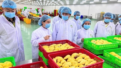 Doanh nghiệp xuất khẩu thực phẩm sang Trung Quốc có thêm 'cửa' tự tra cứu