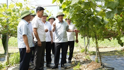 Secretarul provincial al partidului, Nguyen Khac Than, a inspectat modele economice exemplare din comunele Quy Hop, Tam Hop și Minh Hop.