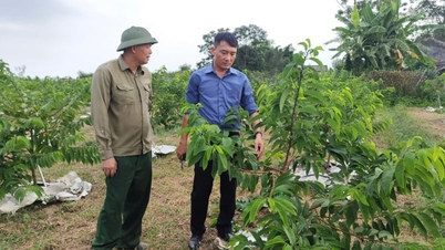 Training on VietGAP custard apple cultivation techniques.
