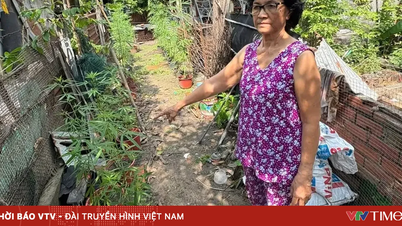 Pihak berkuasa menemui seorang wanita menanam 72 pokok ganja di halaman belakang rumahnya di Bandar Raya Ho Chi Minh.