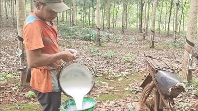ລາຄາຢາງພາລາໄດ້ເພີ່ມຂຶ້ນສູງ ແລະ ຊາວກະສິກອນຫວັງວ່າຜົນຜະລິດຈະດີ.
