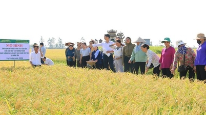 Model varieti padi Nếp 415 membuka jalan untuk pengeluaran pertanian moden.