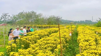 Phuc Tho produit près de 1 500 hectares de cultures saisonnières.