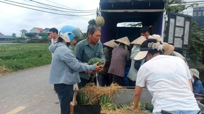 Questo frutto, che diventa più dolce con l'esposizione al sole e più insipido con la pioggia, viene raccolto dagli agricoltori di Hai Phong nonostante il caldo torrido di 40 gradi Celsius.