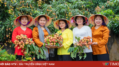 Phuc Hoa, Bac Ninh: De integratie van vroegrijpe lychees in agrarisch toerisme.