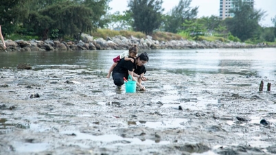 หอยมีดโกนกำลัง "ซ่อนตัว" อยู่ใต้ผืนทรายในอ่าวหมั่นกวาง เมืองดานัง ผู้คนต่างพากันไปขุดหาพวกมันขึ้นมา ส่วนใหญ่เพื่อความสนุกสนาน แต่ถ้าได้กินด้วยก็จะยิ่งดีไปอีก