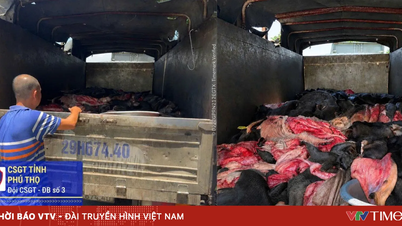 Phu Tho authorities intercepted over 4 tons of foul-smelling buffalo and cow hides en route to Hanoi.