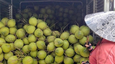 Vinh Long presenteert CocoNext 2026: De weg vrijmaken voor de kokosindustrie om haar groene waardeketen te versnellen.